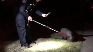 Police catch loose pig in Harper Woods