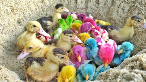 Tangkap Anak Bebek Lucu, Anak Itik, Anak Ayam, Ayam Rainbow, Ayam Warna Warni, Pop it, Ikan Part36