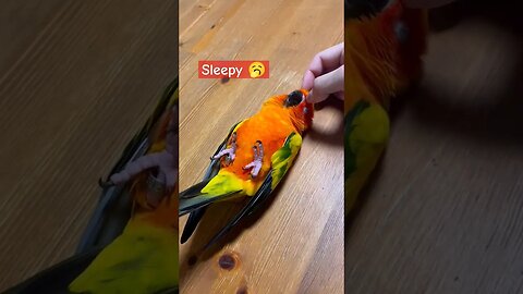 Sleepy sun conure parrot 🥱🥱 #shorts #sunconure #trendingshorts