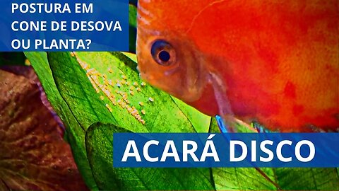 🔴 Acará Disco Botando Ovos em Plantas - Sem Cone de Desova e em Aquário Comunitário!