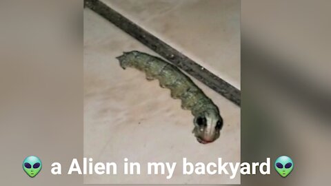 Woman found a Alien in her backyard