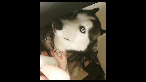 Super Cute and Funny Husky Puppies Compilation-1