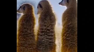 Meerkats do everything together.