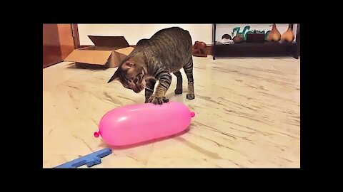 Cats vs Balloon Very cool