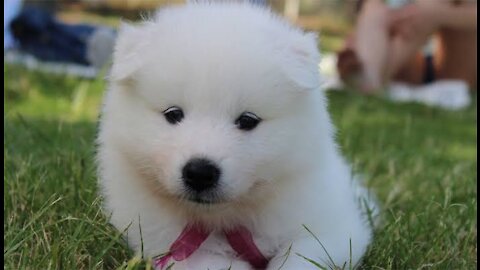 Adorable Samoyed Puppy!