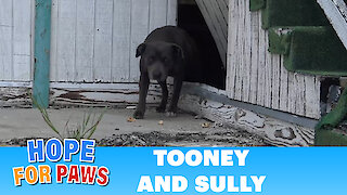 Hope For Paws: This pregnant Pit Bull was not alone under this abandoned school!!