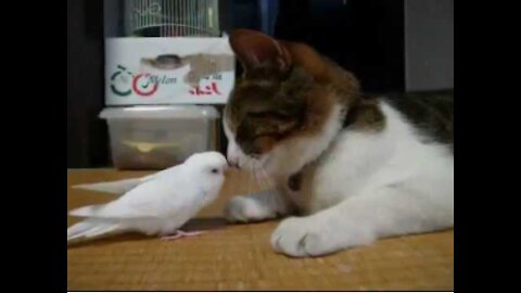 A budgie is trying to wakes her friend, Watch this video until the end