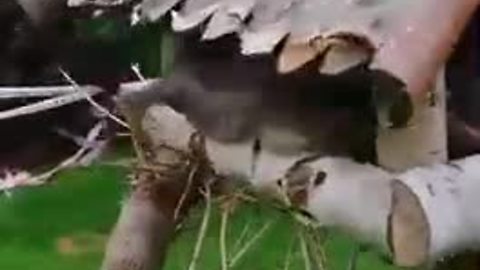 Sneaky cat hides inside backyard bird house