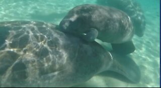 City of Stuart calls for manatees to be readded on endangered species list