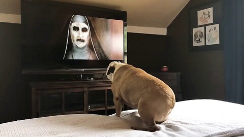 Bulldog's Reaction To The Nun Trailer