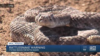 Game and Fish Dept warns of active snake season