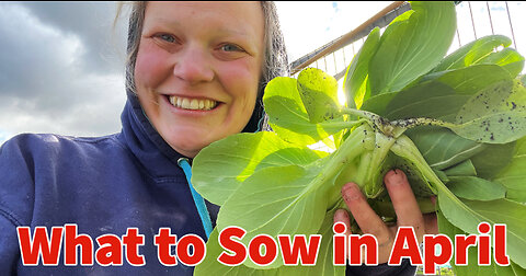 Sowing and growing April: Allotment Garden