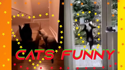Funny Cats Laughter Alert Try not to laugh ...
