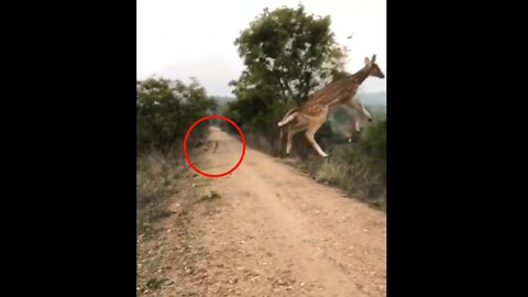 Everyone is surprised to see the deer jumping
