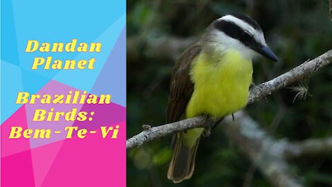 Dandan Planet - Brazilian Birds #1
