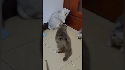 daddy cat got scold by mummy cat 👀😁