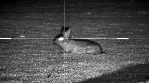 Rabbit Control Duties with my 22cal FX Impact M3 & PARD DS35 Scope Combo