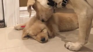 Dog wants to play, tries to wake up sleeping puppy