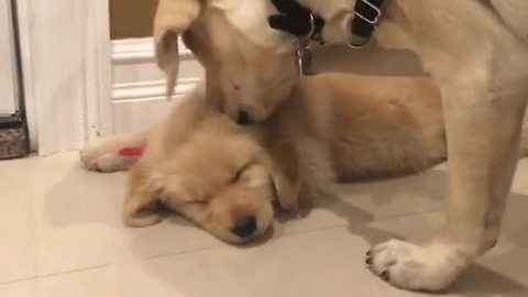 Dog wants to play, tries to wake up sleeping puppy