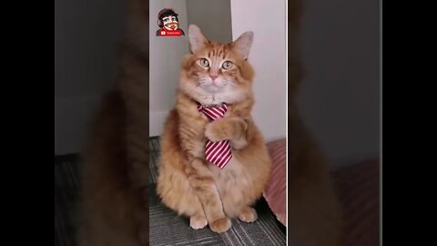 WHAT is the tie for?😹 - [try hard not to Laugh] 😂 - Funny Dumb Cat Video