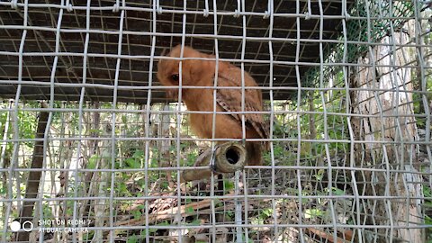 Sad Owl Making Sound