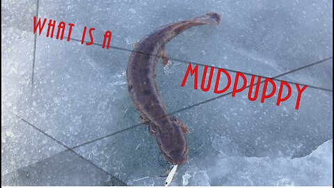 What is a Mudpuppy