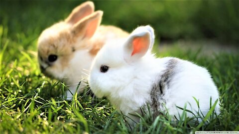 Cute and Adorable Bunnies