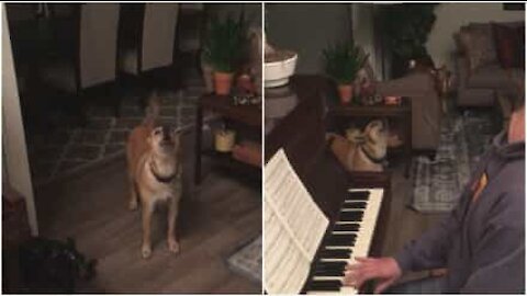 Cagnolina accompagna il padrone al piano