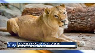 Milwaukee County Zoo: Female African lion has died