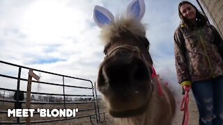 Michigan mini horse 'Blondi' in finals in Cadbury Bunny Tryouts
