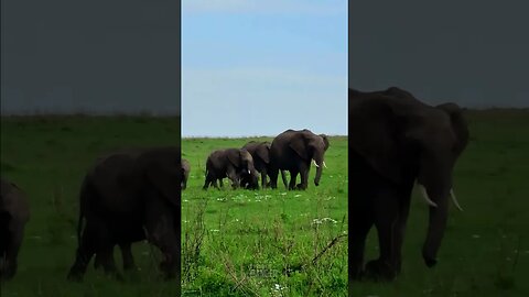 Elephants On Parade #Wildlife | #ShortsAfrica