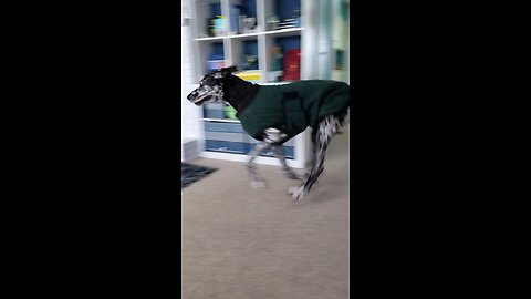 Great Dane Gallopies!! The big dog version of zoomies...