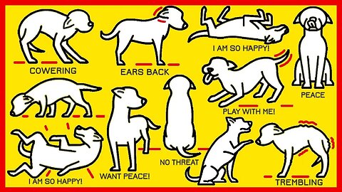 How to Understand Your Dog Better How to understand your dog's language