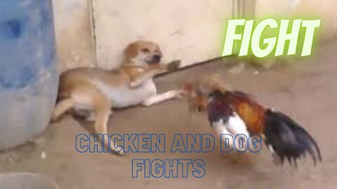 Chicken and dog fights | Funny Fight