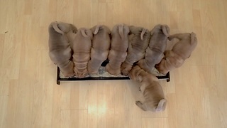 There Is Nothing More Adorable Than This Litter Of Shar Pei Puppies Devouring Their First Breakfast