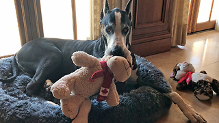 Funny Great Dane Chases Cat Out of Her Bed