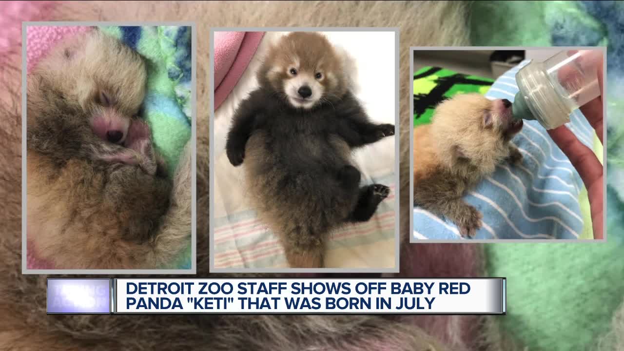 Detroit zoo staff show off baby red panda Keti that was born in July