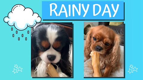 Adorable Dogs Chew Sticks on a Rainy Day