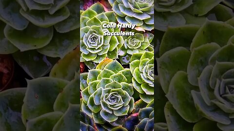 Cold Hardy Succulents