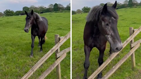 For this horse, the grass is always greener on the other side