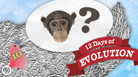 Why Are There Still Monkeys? - 12 Days of Evolution #10