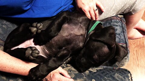 Cuddling with a brand new Great Dane puppy will warm your heart
