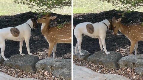 Rescued Dog And Fawn Have Become Best Friends