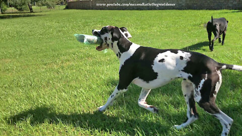 Playful Great Danes Enjoy Newspaper Delivery Fun