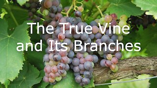 I Am the True Vine - John 15:1-8 - 5th Sunday of Easter Worship, May 2, 2021