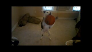 dog plays with basketball
