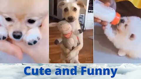 Cute and Funny Puppies Cute Puppies 💗 #1