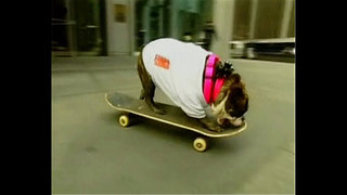 Skateboarding Dog