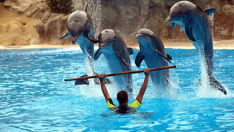 Cool Dolphins in the Odessa Dolphinarium