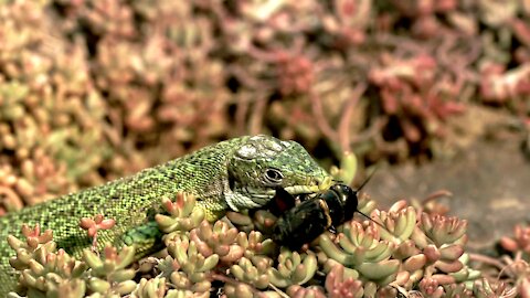 Do All Reptiles Eat Crickets?